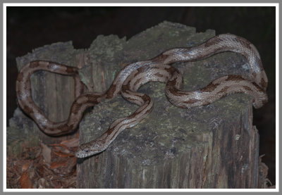 Gulf Hammock Intergrade Rat Snake