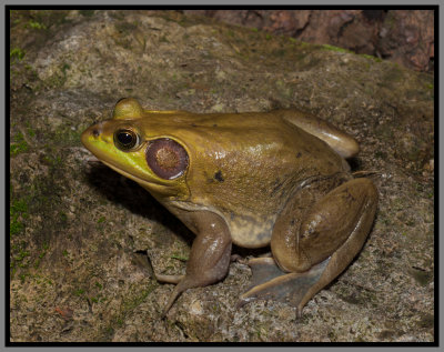Pig Frog (Rana [Lithobates] grylio)