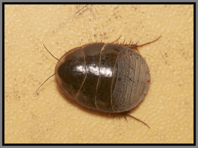 Florida Sand Cockroach (Arenivaga floridensis)