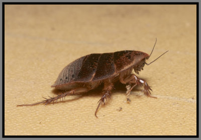 Florida Sand Cockroach (Arenivaga floridensis)