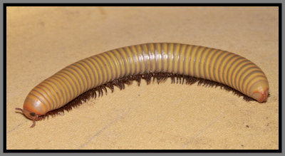 Millipede (Narceus gordanus)