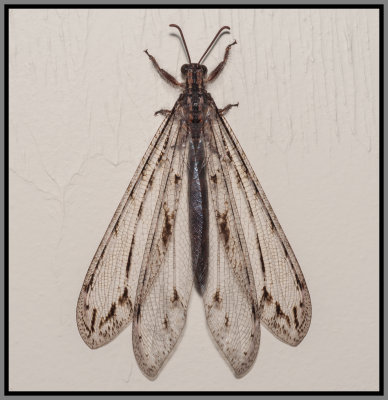 Antlion (Vella americana) Adult