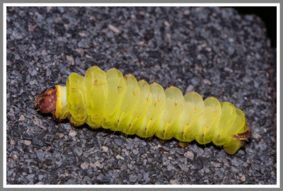 Polyphemus Moth Caterpillar (Antheraea polyphemus)