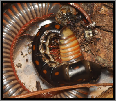 Glowworm Beetle Female (Phengodes) feeding on a Millipede (Narceus americanus)