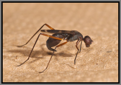 Stilt-Legged Fly (Taeniaptera trivittata)