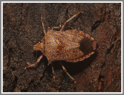 Predatory Stink Bug (Alcaeorrhynchus grandis)