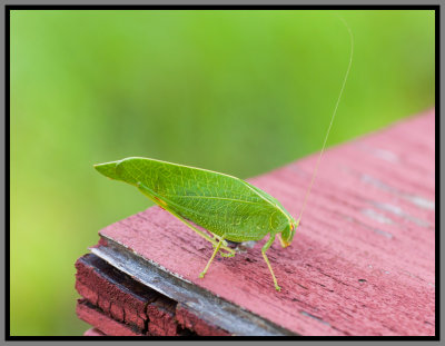 Katydid (Montezumina modesta)