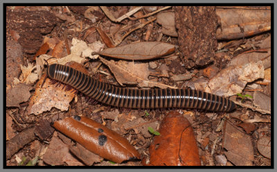 Florida Ivory Millipede (Chicobolus spinigerus)