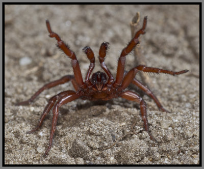 Trapdoor Spider Male (Myrmekiaphila jenkinsi)