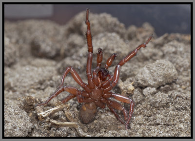 Trapdoor Spider Male (Myrmekiaphila jenkinsi)