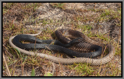 Eastern Coachwhip (Masticophis flagellum flagellum)