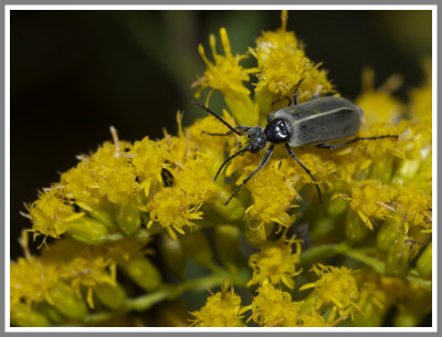 Coleoptera (Beetles) of Florida