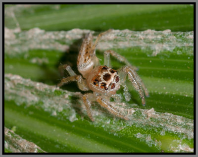 Woodland Jumper (Thiodina sylvana)