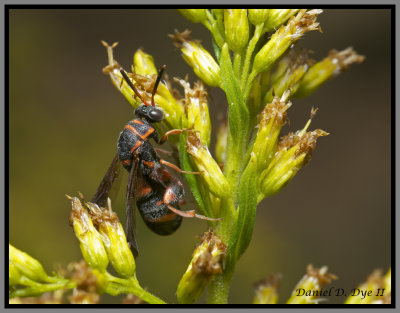 Chalcid Wasp Female (Leucospis affinis floridana)