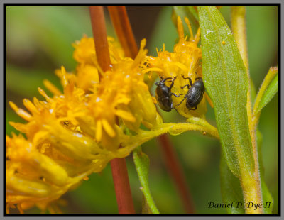 Weevil (Baris sp.)