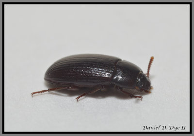 Darkling Beetle - Larger Black Flour Beetle Cynaeus angustus.jpg