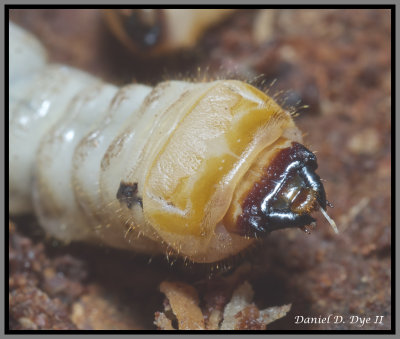 Round-headed Borer Family Cerambycidae.jpg
