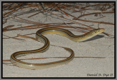 Mimic Glass Lizard (Ophisaurus mimicus)