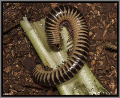 Florida Ivory Millipede (Chicobolus spinigerus)