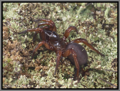 Trapdoor Spider Female (Myrmekiaphila sp.)