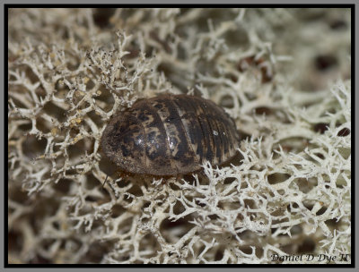 Florida Sand Cockroach nymph (Arenivaga floridensis)