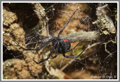 Southern Black Widow Spider (Latrodectus mactans)