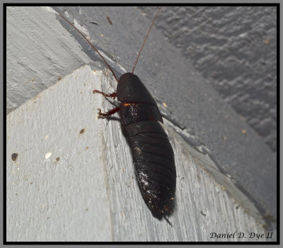 Florida Woods Cockroach (Eurycotis floridana)