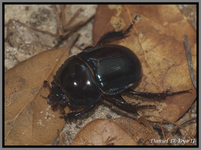 Scarab Beetle - Ocala Deepdigger Scarab Beetle (Peltotrupes youngi)