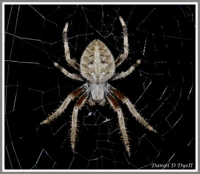 Orbweaver Spider (Neoscona crucifera)