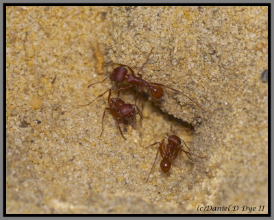 Florida Harvester (Ant Pogonomyrmex badius)