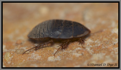 Florida Sand Cockroach (Arenivaga floridensis)