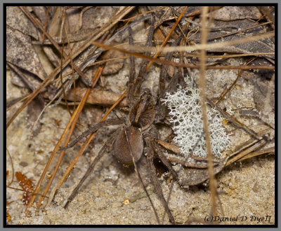 Wolf Spider (Hogna sp.)