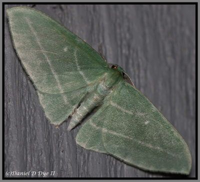 Bad-wing Moth (Dyspteris abortivaria)