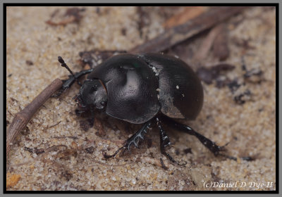 Scarab Beetle - Dung Beetle (Mycotrupes gaigei)