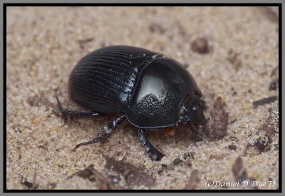 Scarab Beetles - Eger's Earth Boring Beetle (Geotrupes egeriei)