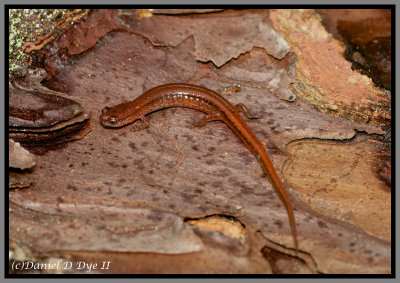 Undescribed Dwarf Salamander (Eurycea cf. quadridigitata)