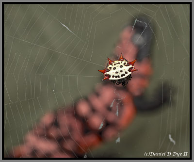 Spiny Orbweaver (Gasteracantha cancriformis)