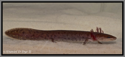 Undescribed Waterdog (Necturus cf. alabamensis)