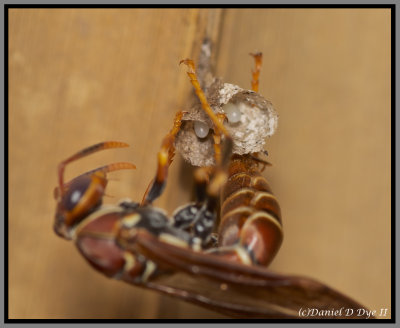 Paper Wasp (Polistes exclamans)