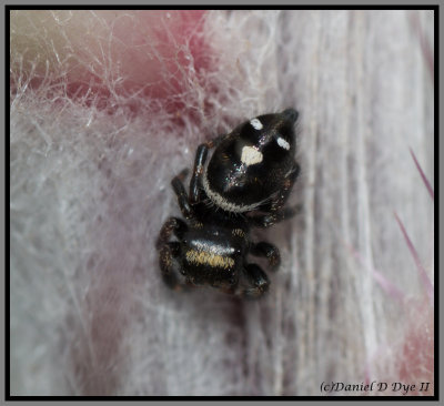 Bold Jumping Spider (Phidippus audax)