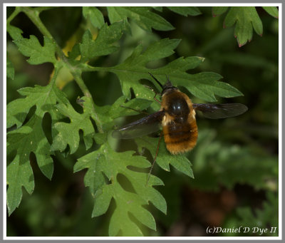 Bee Hover Fly (Systoechus sp.)