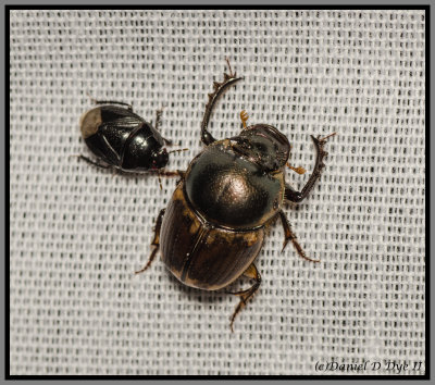 Scarab Beetles - Dung Beetle (Digitonthophagus gazella)