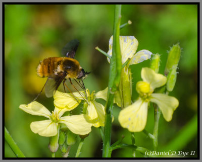 Bee Hover Fly (Systoechus sp.)