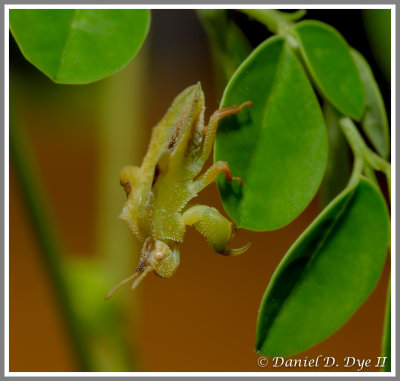 Ambush Bug (Phymata fasciata)