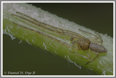 Twig Crab Spider (Tmarus rubromaculatus)