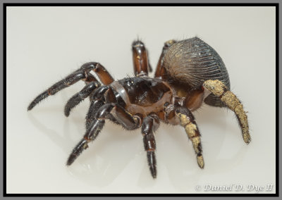 Trapdoor Spider (Cyclocosmia truncata)