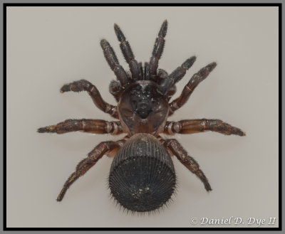 Trapdoor Spider (Cyclocosmia torreya)