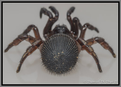 Trapdoor Spider (Cyclocosmia torreya)