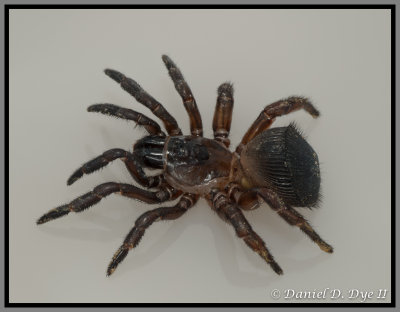 Trapdoor Spider (Cyclocosmia torreya)