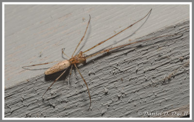 Longjawed Spider (Tetragnatha elongata)